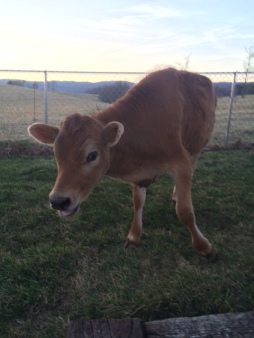 jersey heifer calf