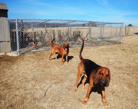 Bloodhounds Chickens