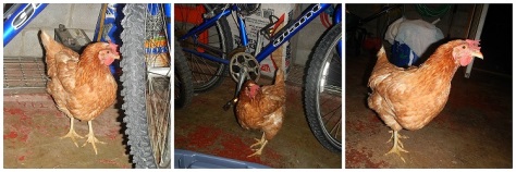 Chicken in the garage