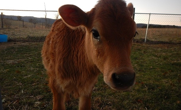 Jersey heifer calf